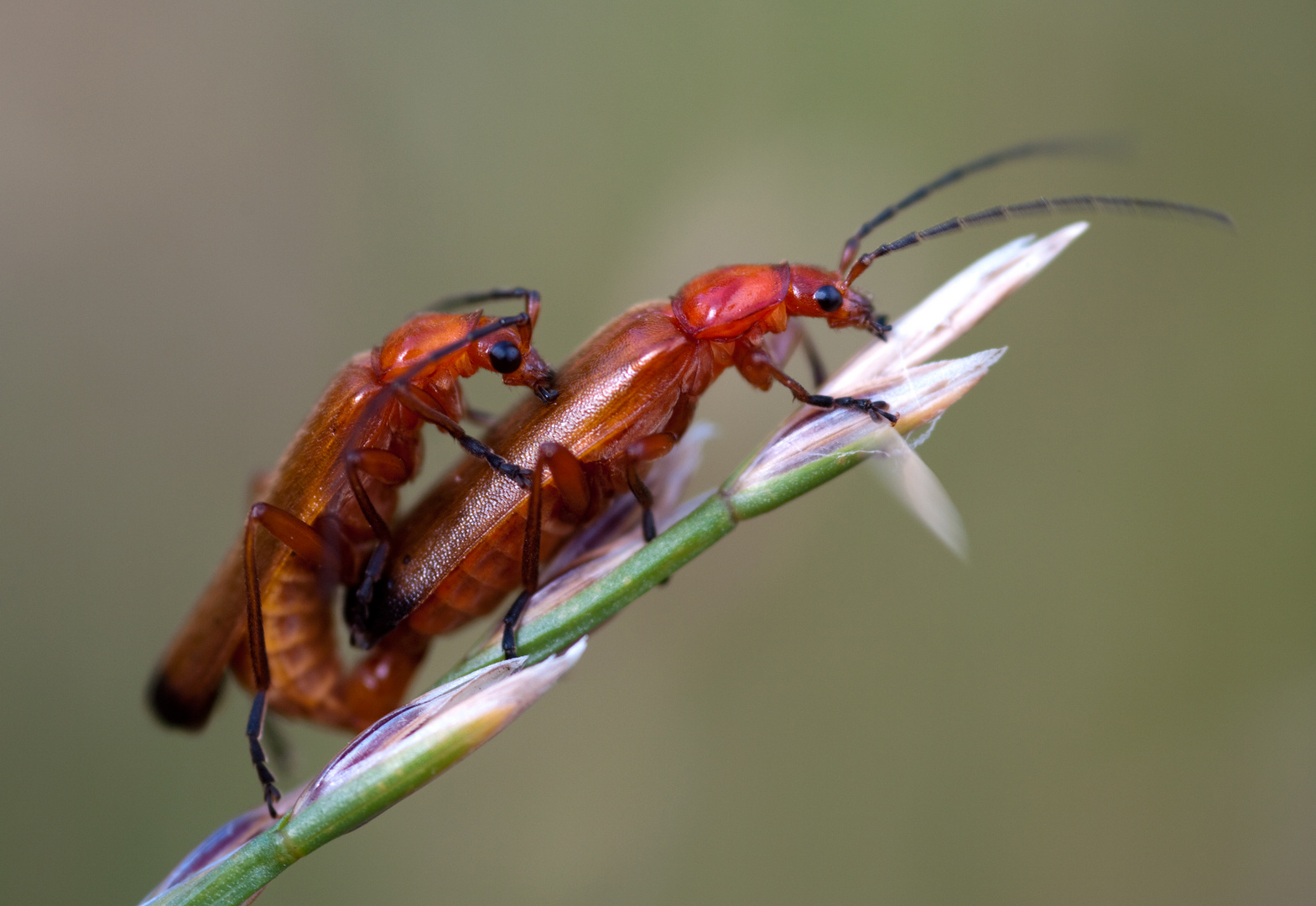 Weichkäfer