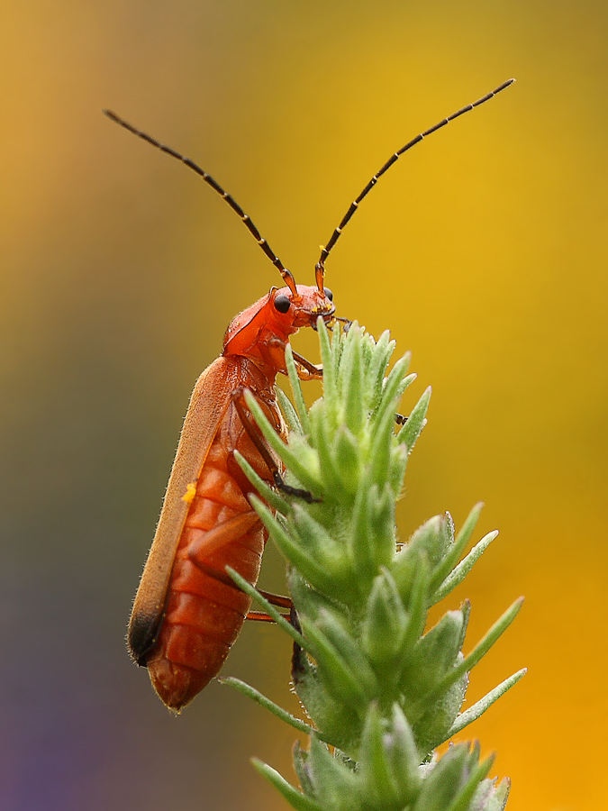 weichkäfer