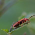 Weichkäfer