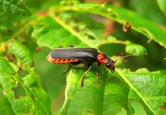 Weichkäfer