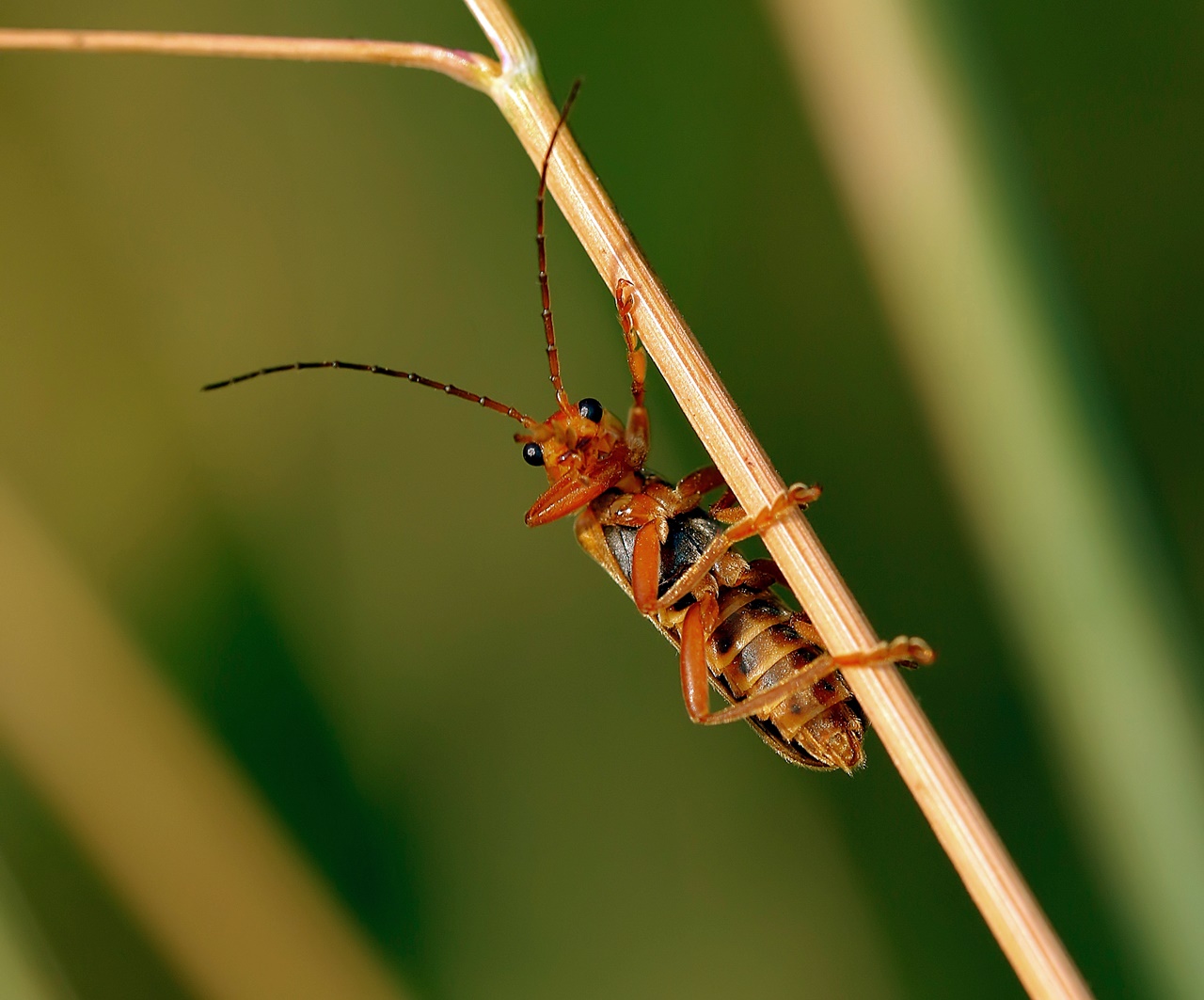 Weichkäfer