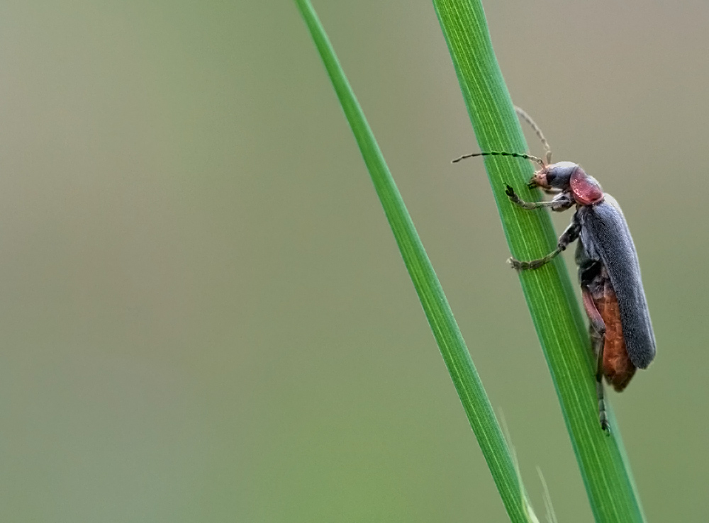 Weichkäfer