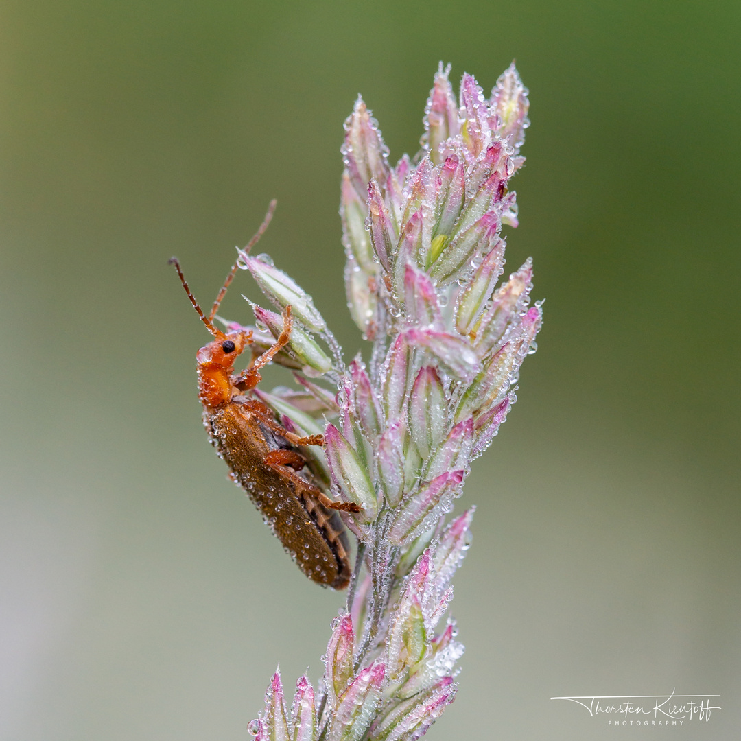 Weichkäfer