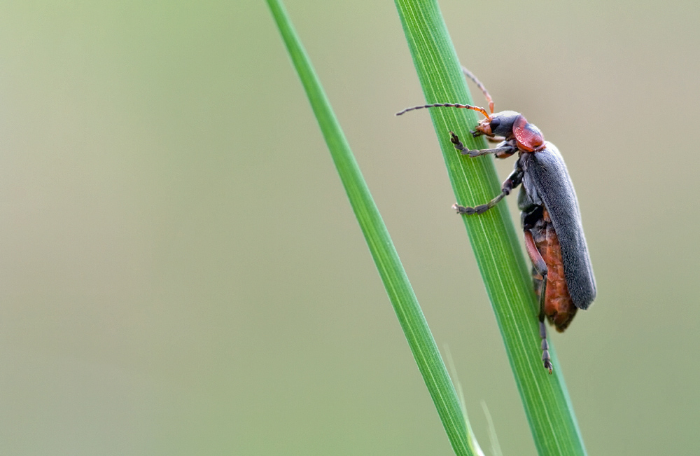 Weichkäfer