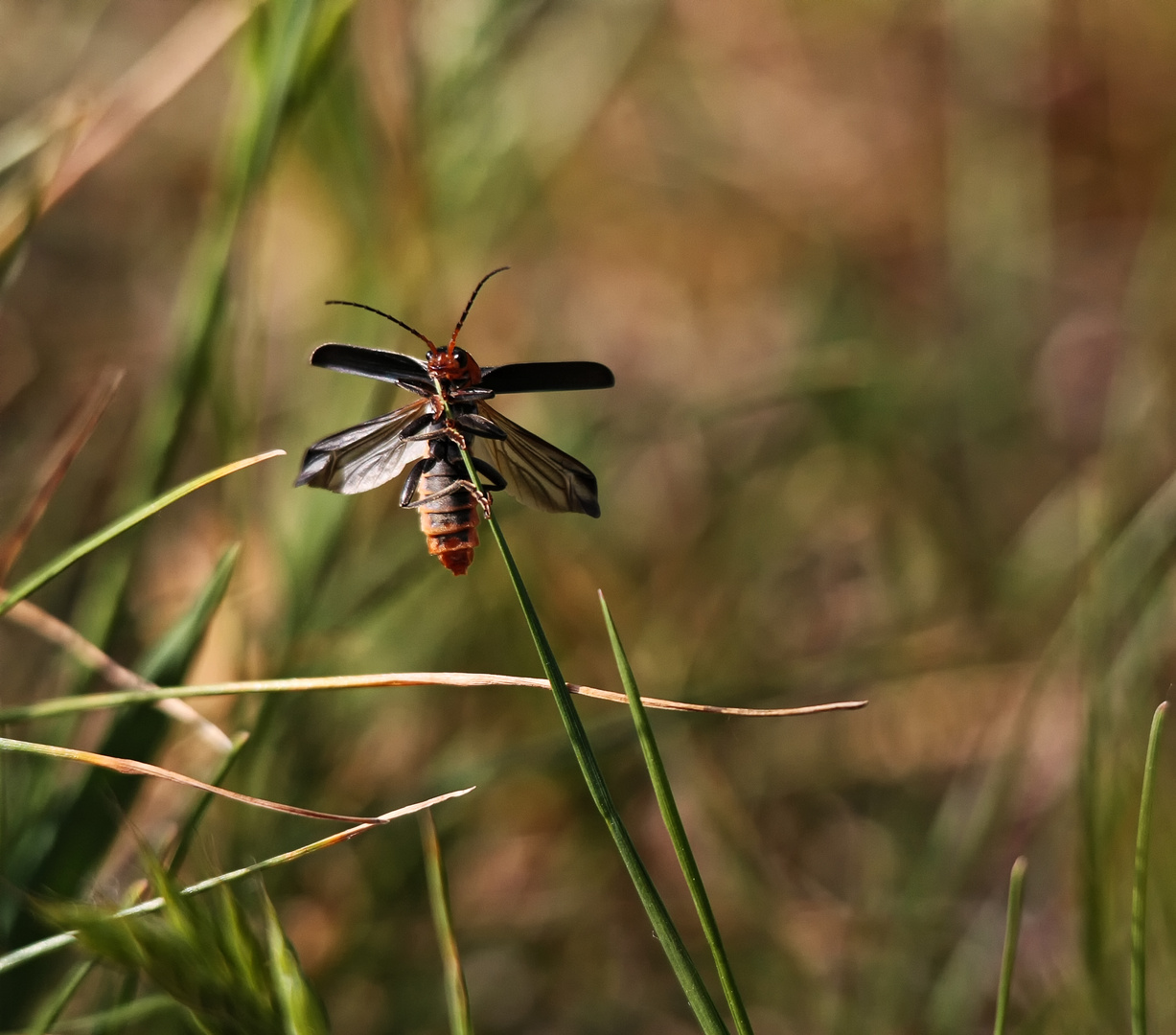 Weichkäfer (Ancistronycha occipitalis)....