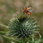 Weichkäfer auf Distel