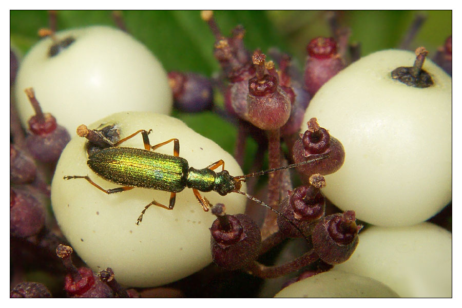 Weichkäfer auf Hartriegel