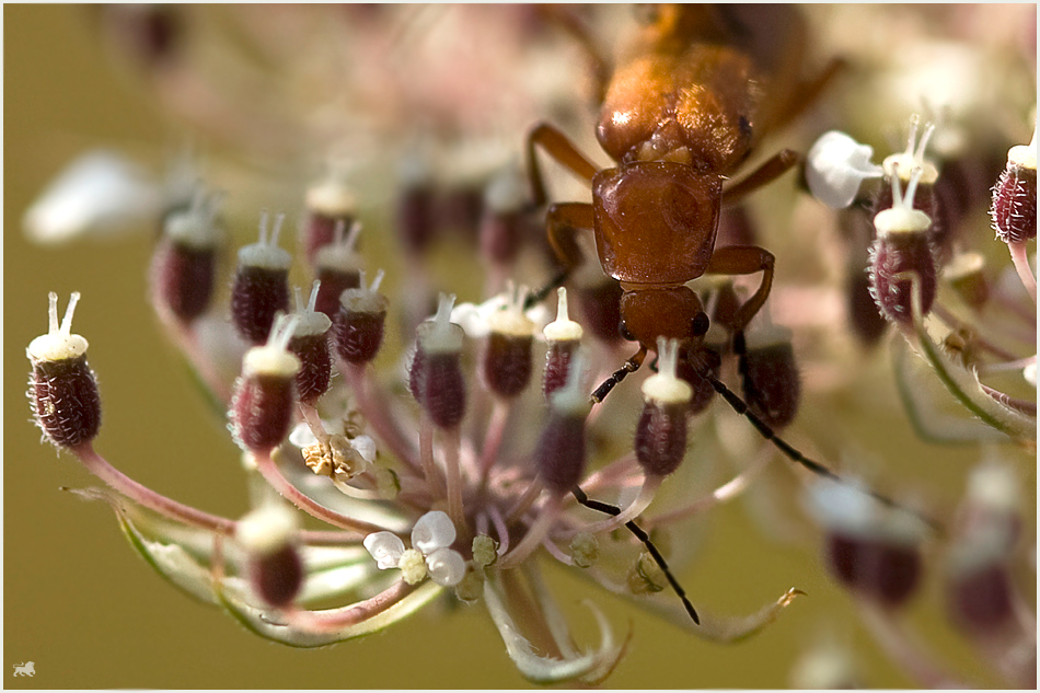 Weichkäfer auf Kronleuchter