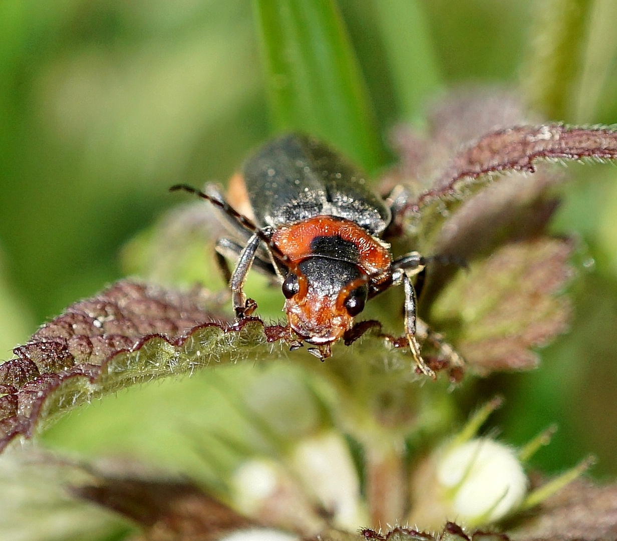 Weichkäfer auf Taubnessel