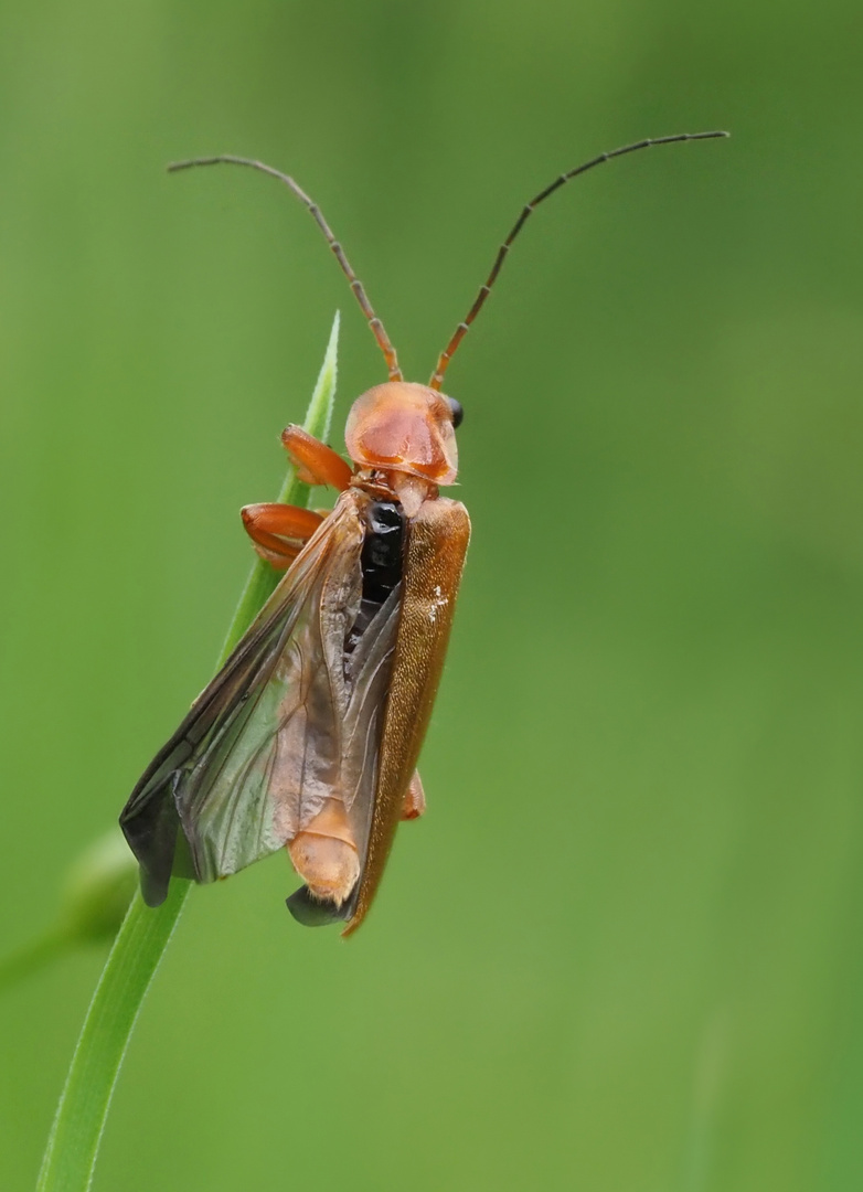 Weichkäfer