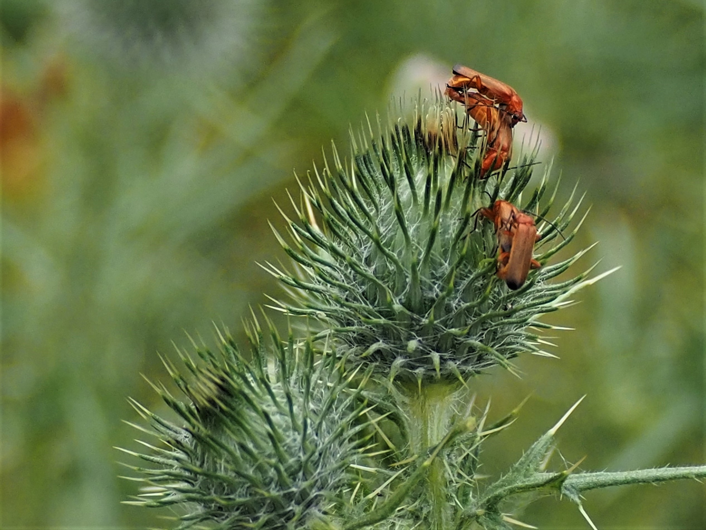 Weichkäfer bei der Paarung