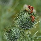 Weichkäfer bei der Paarung