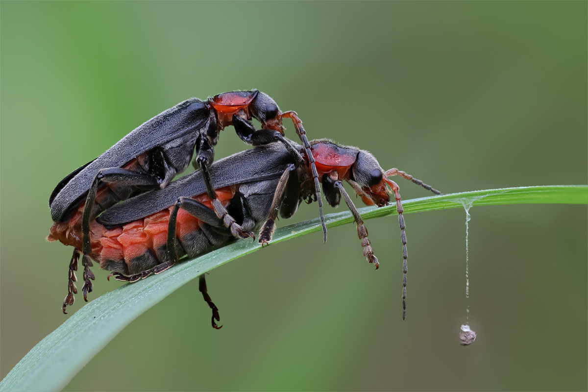 Weichkäfer bei der Paarung