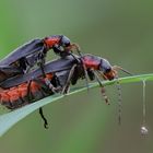 Weichkäfer bei der Paarung