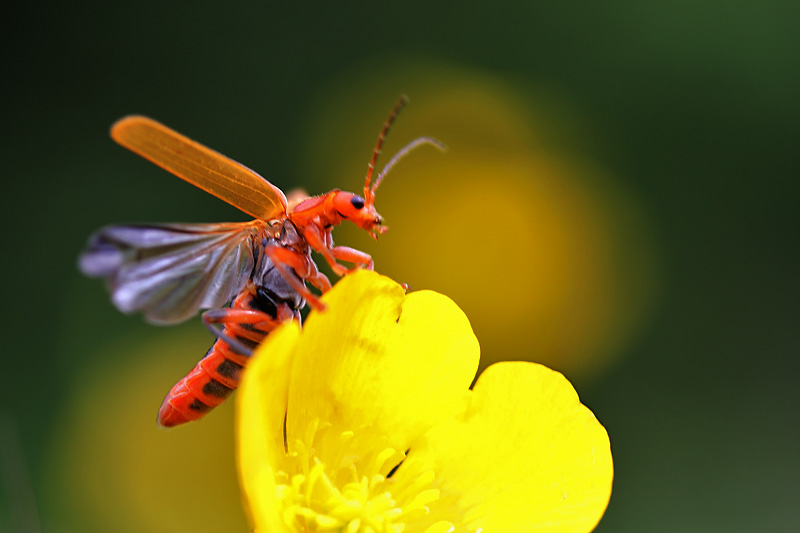 Weichkäfer beim Abflug