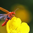 Weichkäfer beim Abflug