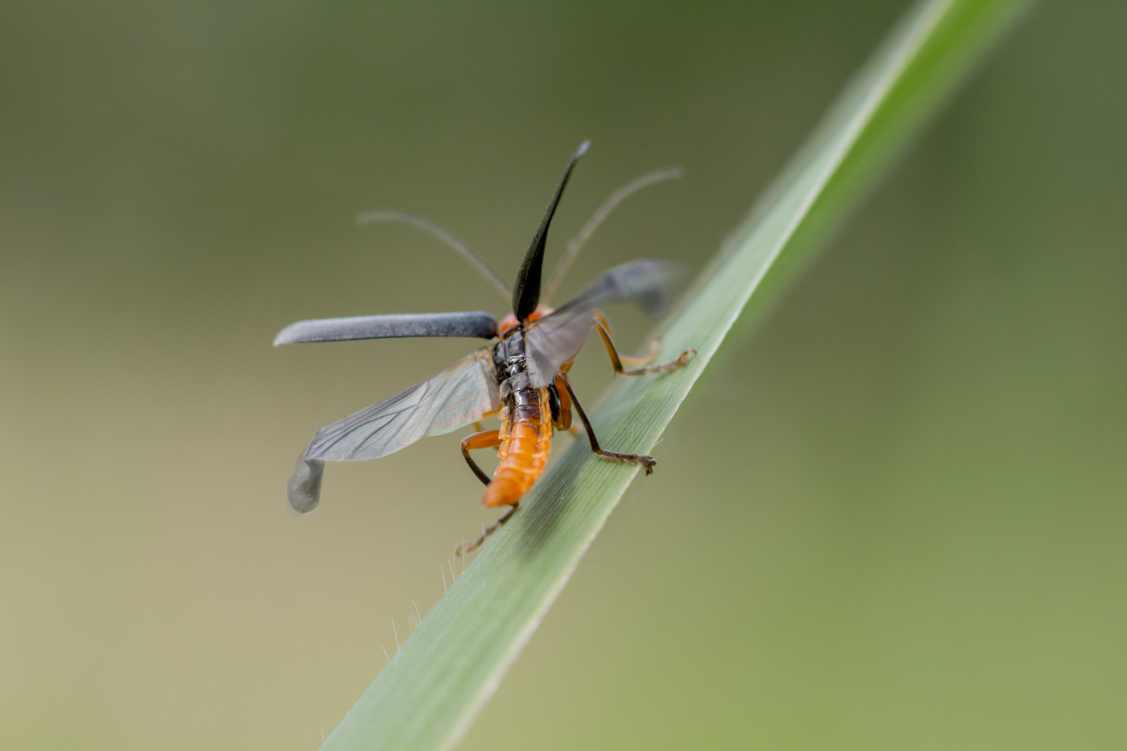 Weichkäfer beim abflug