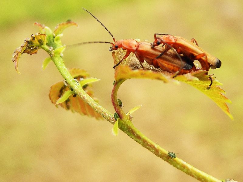 Weichkäfer beim Liebesspiel