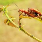 Weichkäfer beim Liebesspiel