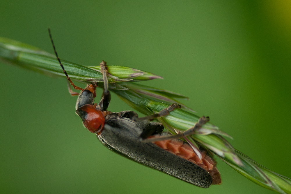 Weichkäfer