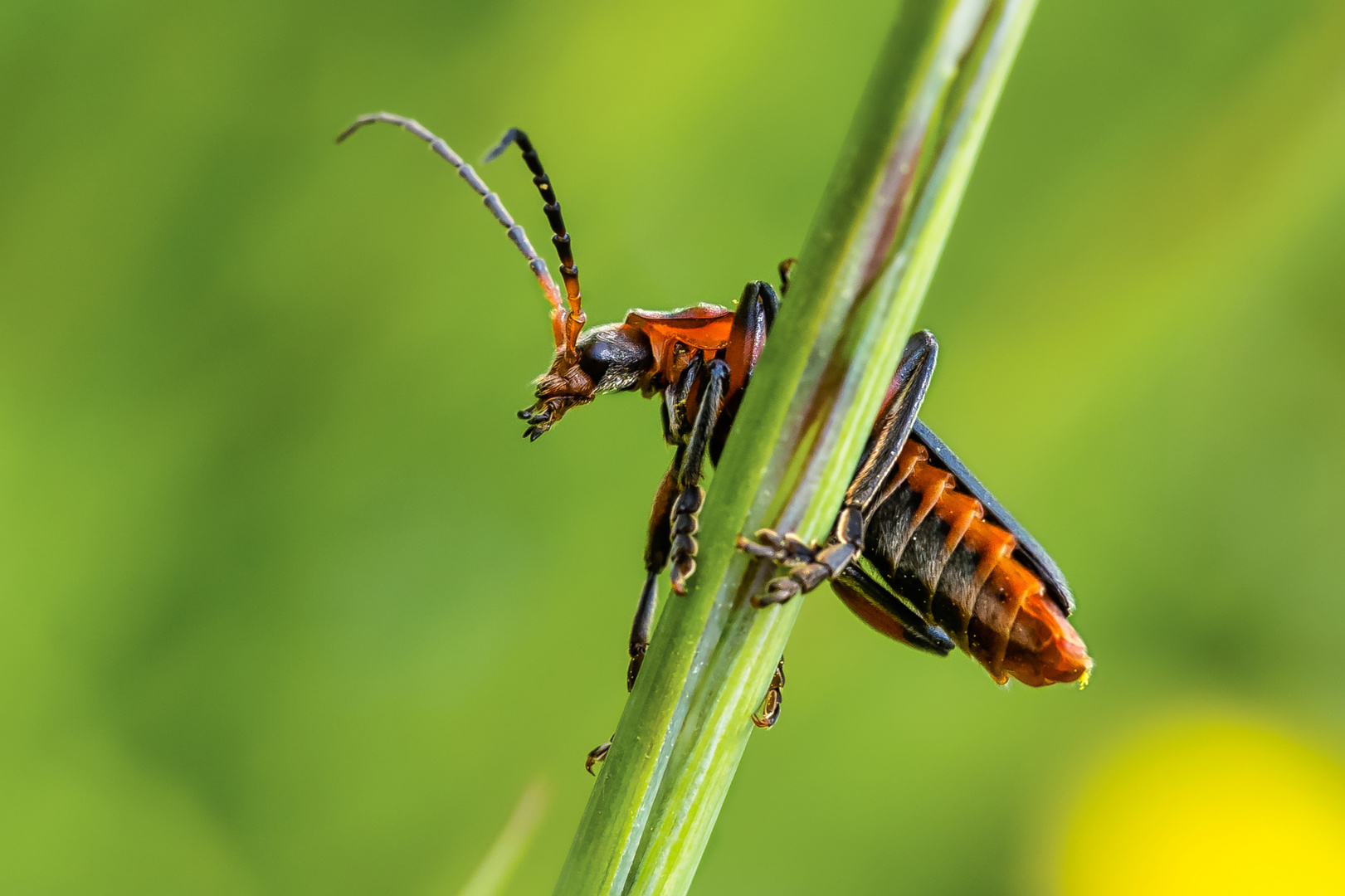 Weichkäfer