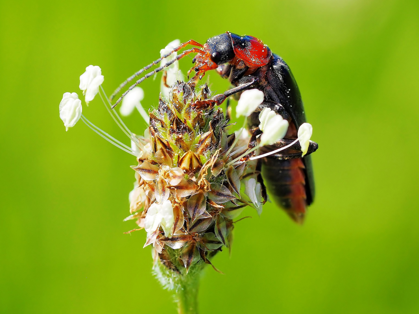 Weichkäfer - Cantharidae