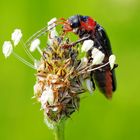 Weichkäfer - Cantharidae