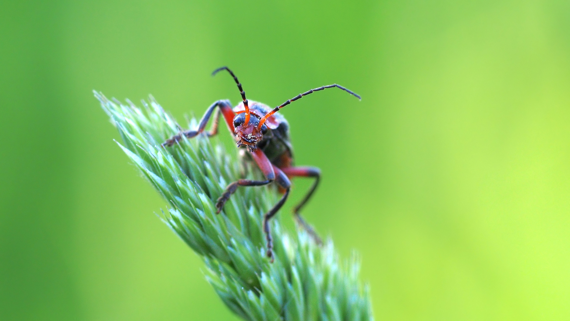 Weichkäfer (Cantharidae)