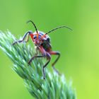 Weichkäfer (Cantharidae)