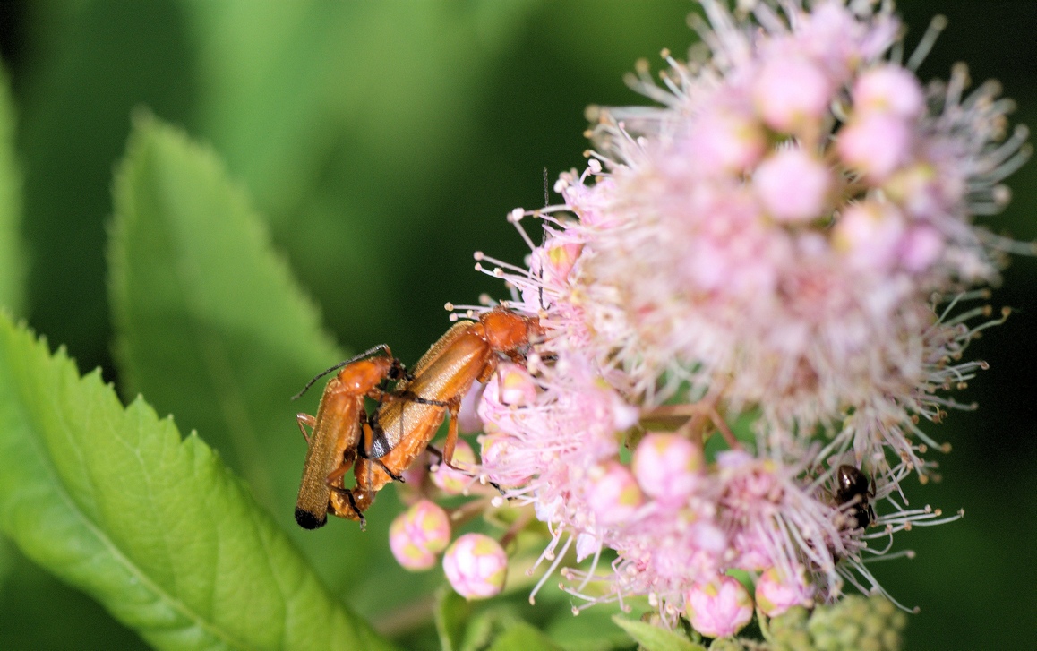 Weichkäfer (Cantharidae)