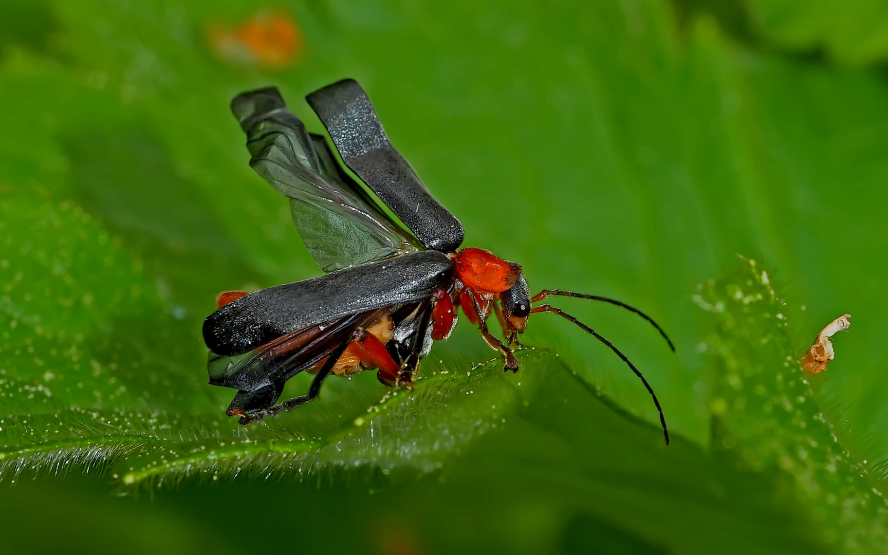 Weich­käfer (Cantharidae): Verwandlung od. Schlupfschaden?*- Cantharidé: Métamorphose.  