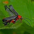 Weich­käfer (Cantharidae): Verwandlung od. Schlupfschaden?*- Cantharidé: Métamorphose.  