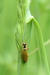 Weichkäfer (Cantharis decipiens)