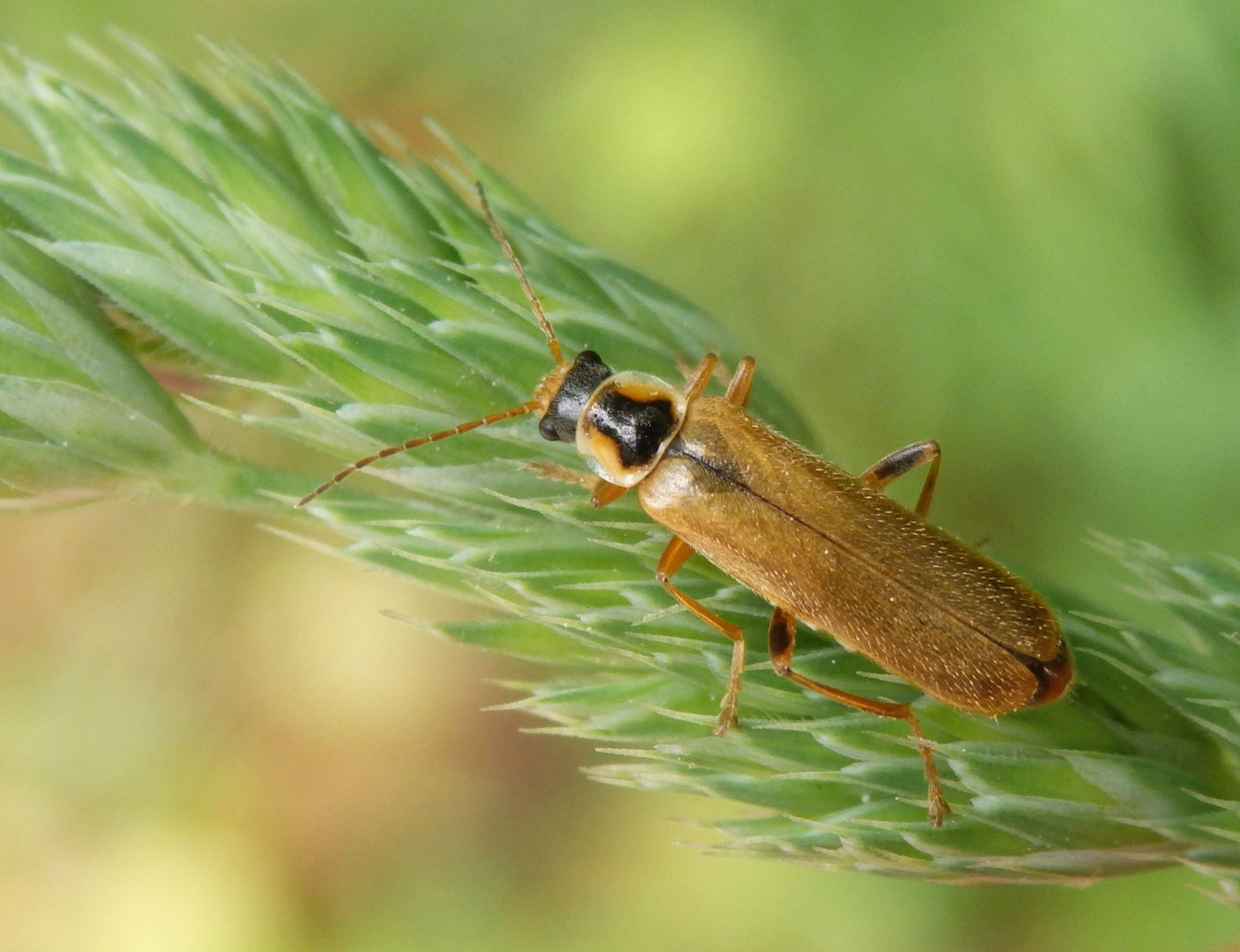 Weichkäfer Cantharis decipiens auf Knäuelgras