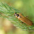 Weichkäfer Cantharis decipiens auf Knäuelgras