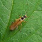 Weichkäfer (Cantharis decipiens)