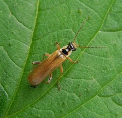 Weichkäfer (Cantharis decipiens)