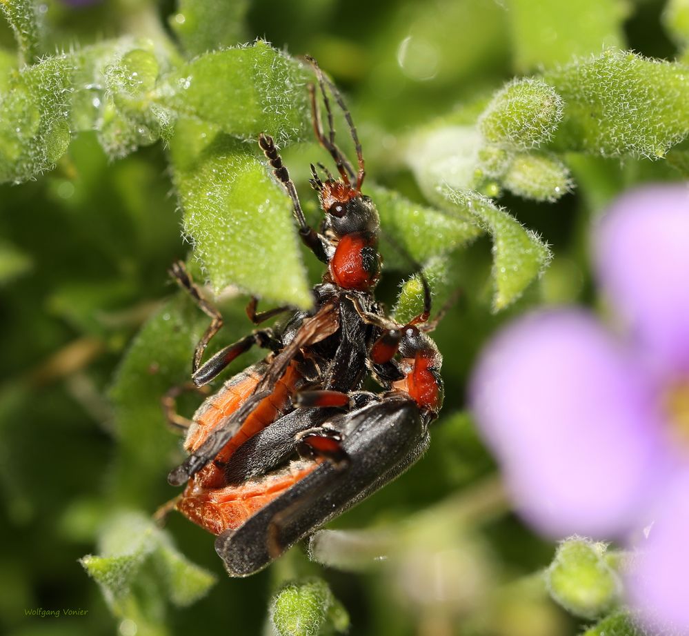 Weichkäfer (Cantharis fulvicollis)