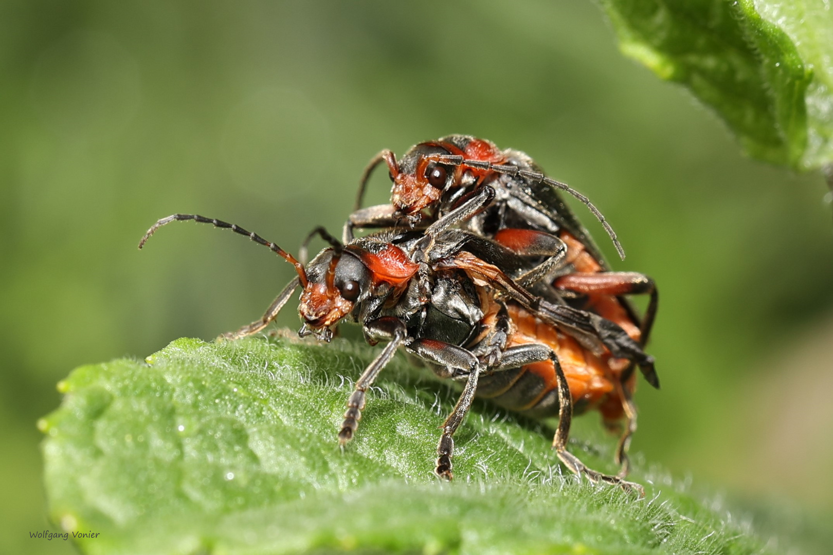 Weichkäfer (Cantharis fulvicollis)