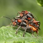 Weichkäfer (Cantharis fulvicollis)