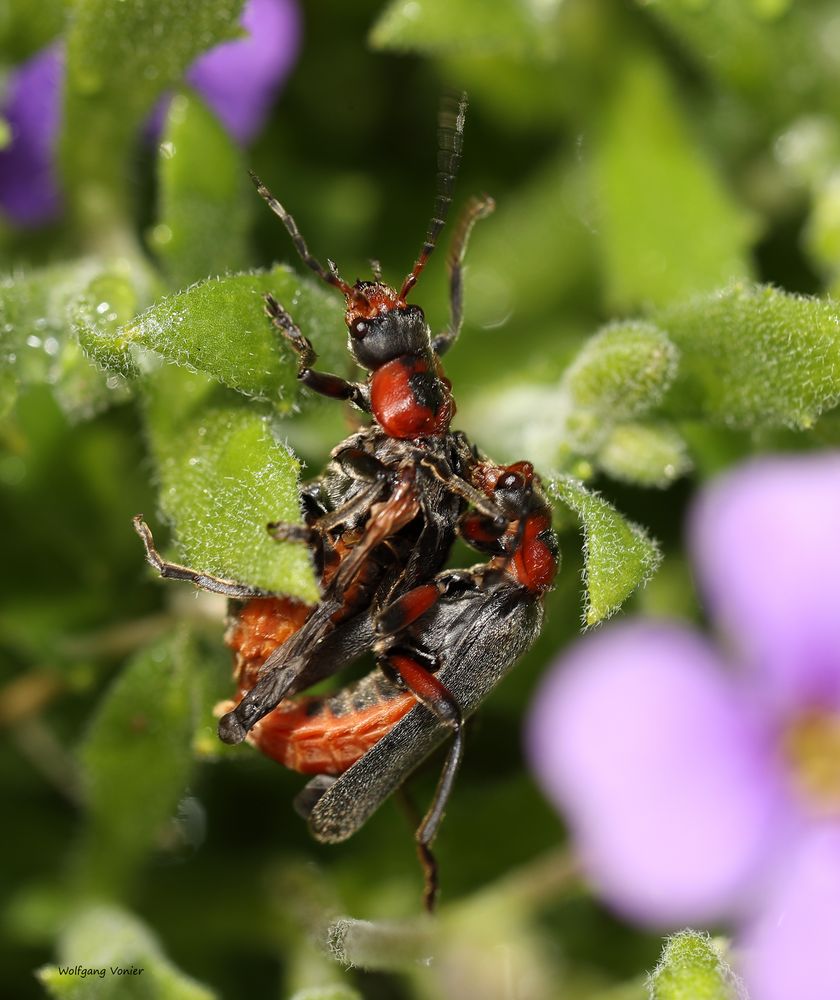 Weichkäfer (Cantharis fulvicollis)