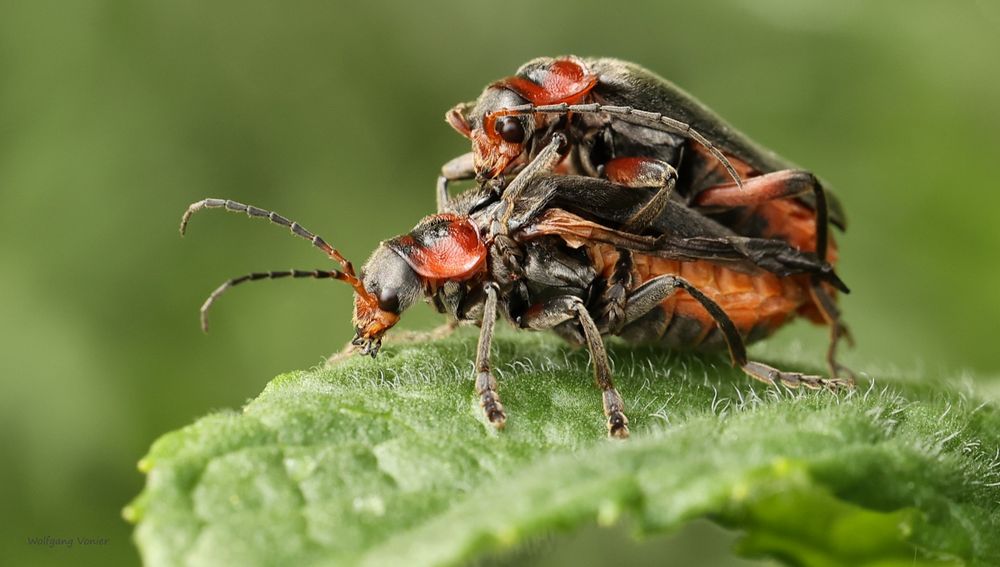 Weichkäfer (Cantharis fulvicollis)