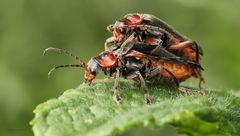 Weichkäfer (Cantharis fulvicollis)