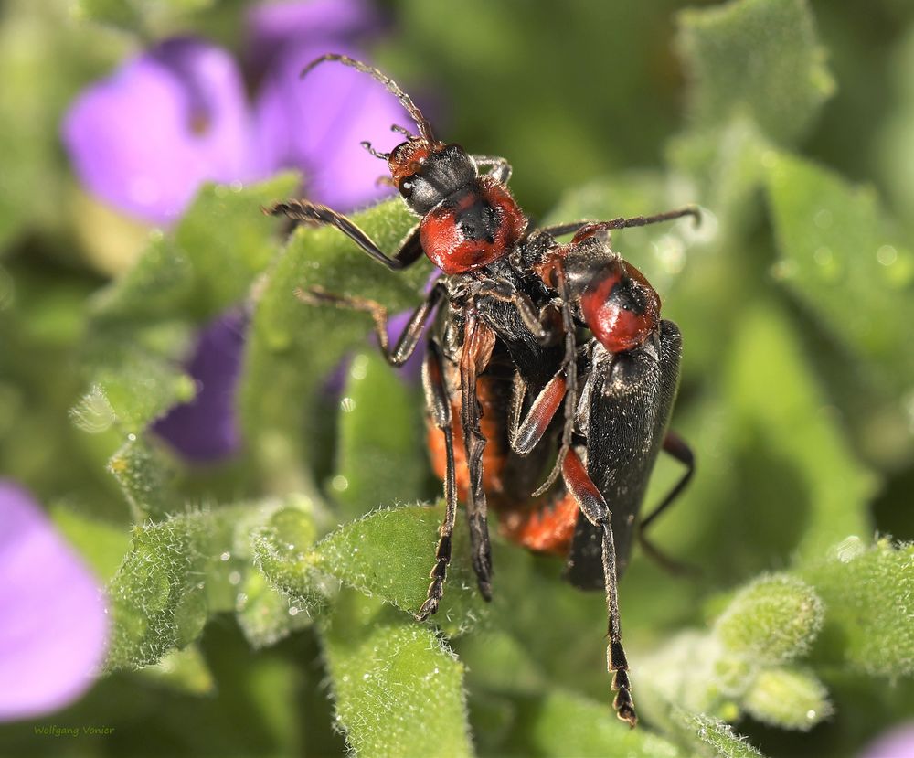 Weichkäfer (Cantharis fulvicollis)