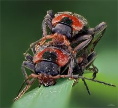 Weichkaefer - Cantharis fusca