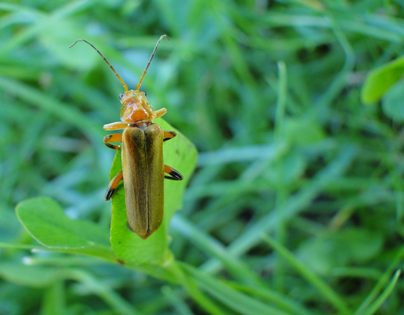 Weichkäfer: Cantharis livida