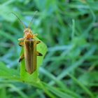 Weichkäfer: Cantharis livida