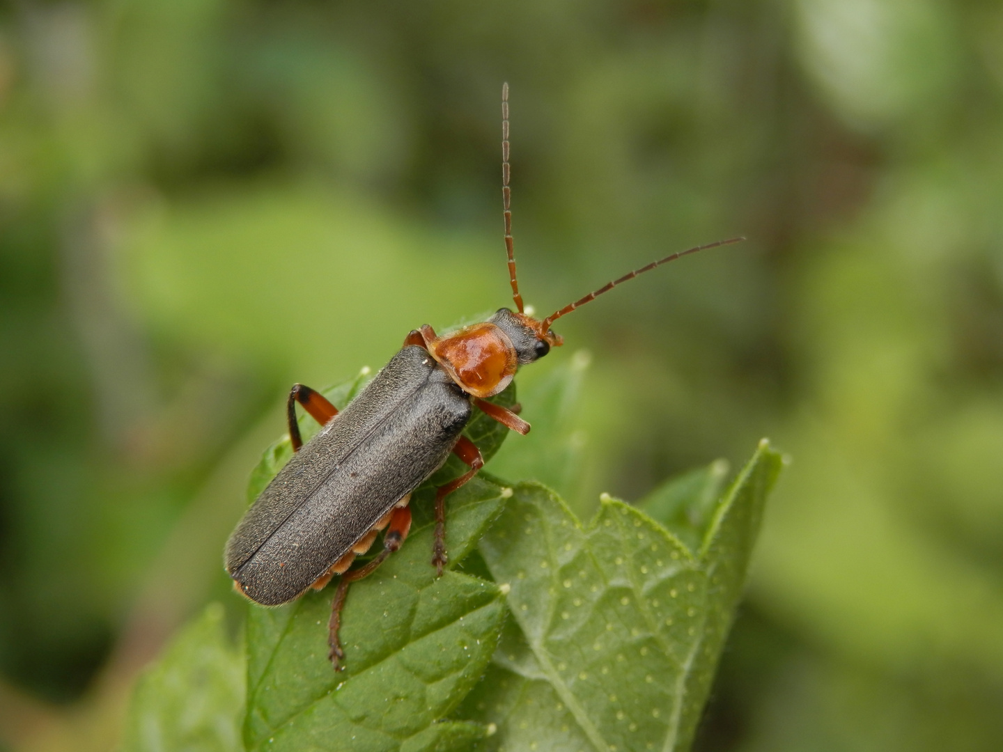 Weichkäfer (Cantharis nigricans) ???