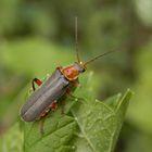 Weichkäfer (Cantharis nigricans) ???