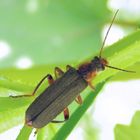 Weichkäfer Cantharis nigricans